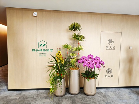 西安绿嘉园艺｜高端办公楼绿植租赁，以雅致绿植筑就品质办公美学