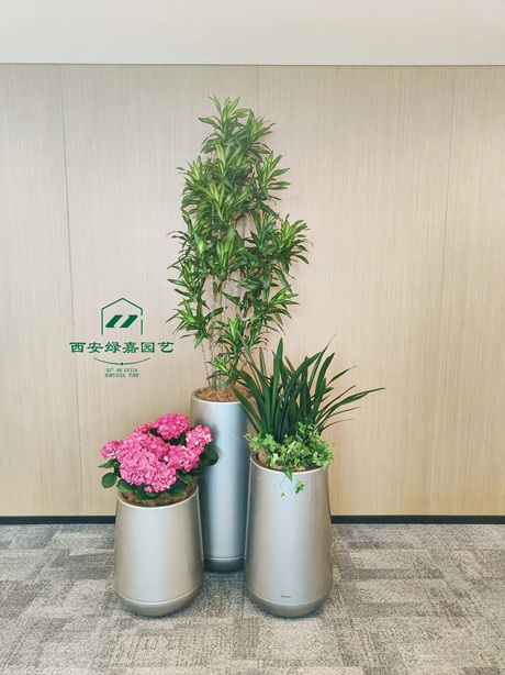 西安绿植租赁推荐西安绿嘉园艺