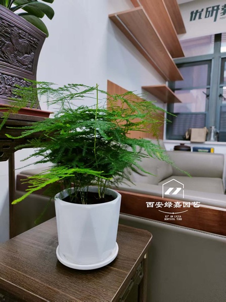 西安绿植租赁供应商-推荐西安绿嘉园艺