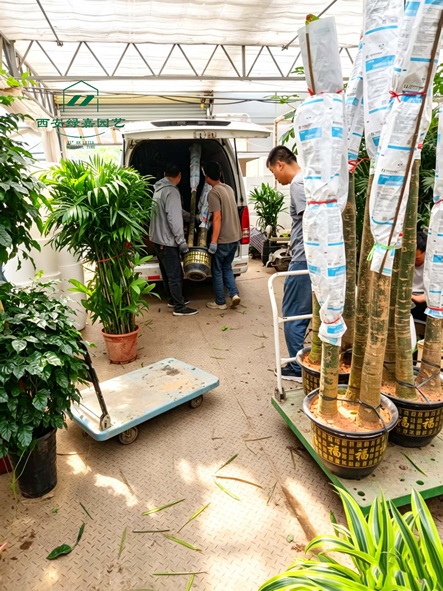 西安单位绿植租赁商家推荐-西安绿嘉园艺 西安单位绿植租赁商家推荐-西安绿嘉园艺