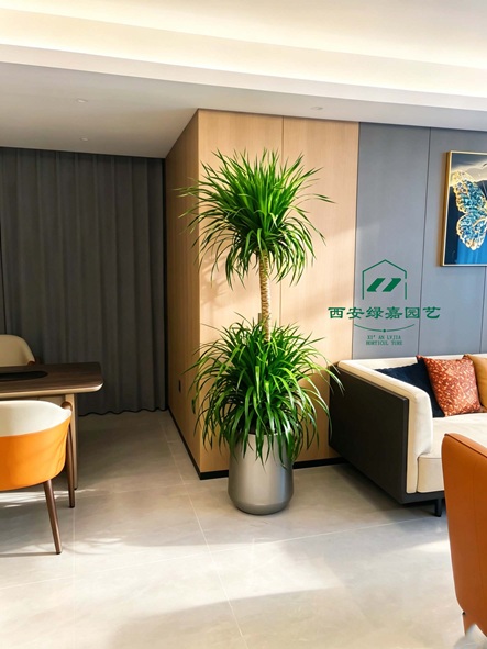 西安企业绿植租赁公司推荐-西安绿嘉园艺 西安企业绿植租赁公司推荐-西安绿嘉园艺