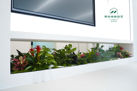 西安绿植租赁公司-西安绿嘉园艺 西安绿植租赁公司-西安绿嘉园艺