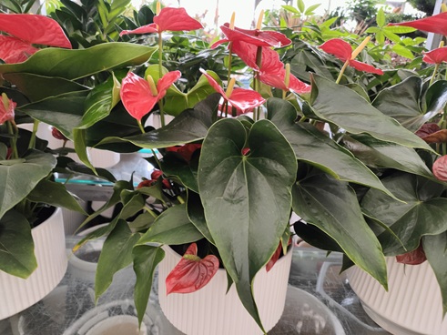 3种花被称“开花狂魔”,剪根枝条就能活,连续开花300天