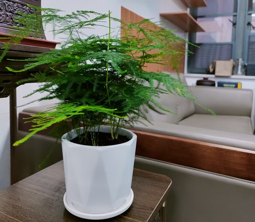 文竹在室内特容易黄叶掉叶,归根结底是通风不好,改善黄叶特容易