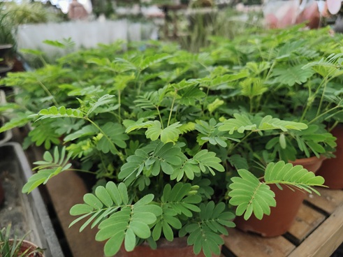 铜钱草和多肉法师开完花就容易“挂掉”,长花苞就赶紧剪掉!