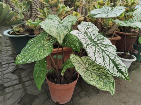 10种耐阴花,适合采光差的房间,比绿萝都好养
