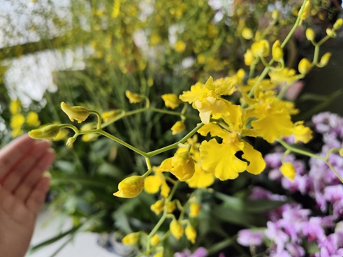 桂花有3个“小癖好”,顺着养,花开满枝头香四溢
