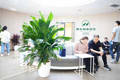 西安绿植租赁|盆栽绿巨人的养护方法