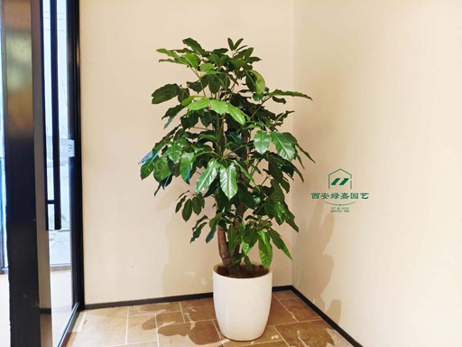 西安绿植租摆|2026北郊有实力花卉租赁源头供应商排行榜一览