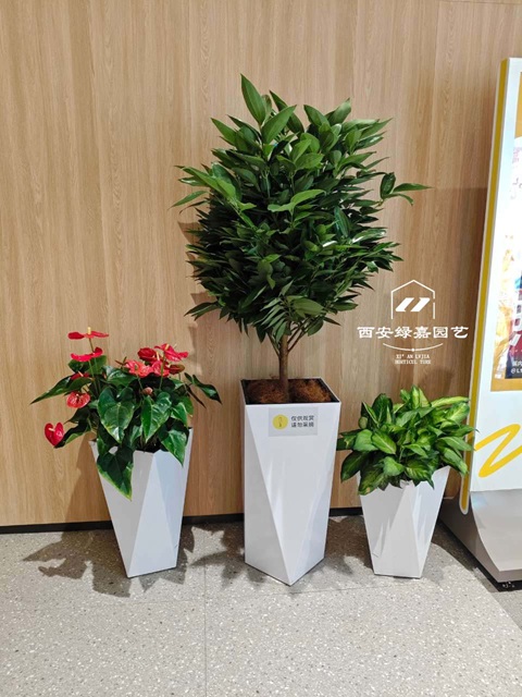 西安绿植租摆商家-西安绿嘉园艺 西安绿植租摆商家-西安绿嘉园艺