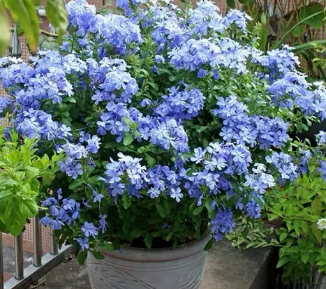 3种花被称“开花狂魔”，剪根枝条就能活，连续开花300天