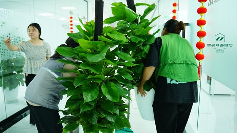 西安绿嘉园艺｜高新区办公室花卉租赁焕新服务